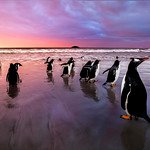 Gentoo Penguins, Falkland Islands (Islas Malvinas), British Overseas Territory